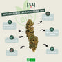 Infographie présentant la fleur de CBD Cannatonic Bio de Gr33nz, cultivée sous serre, avec un taux de 18% de CBD et des arômes boisés et agrumés pour un effet relaxant.