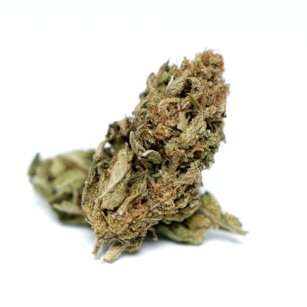 Fleur de CBD Cannatonic bio affichant une belle robe vert forêt, présentée individuellement sur un fond blanc