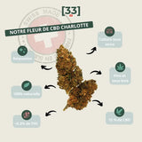 Présentation de la fleur de CBD Charlotte Suisse de Gr33nz, une variété cultivée sous serre, aux arômes de pins et de sous-bois, idéale pour une relaxation naturelle et profonde.