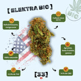 fleur de CBD Sour Elektra Bio de Gr33nz, cultivée sous serre, offrant des notes d'agrumes, de baies fruitées et une touche gazeuse.
