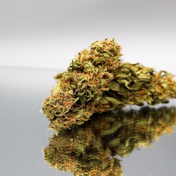 Photo macro de la fleur CBD Elektra Bio GR33NZ, cultivée sous serre. Têtes compactes et résineuses, riches en trichomes, aux reflets orangés. Notes aromatiques d’agrumes et de baies, avec une légère touche gazeuse