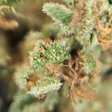 Vue macro spectaculaire des trichomes d'une fleur de CBD Elektra, montrant la pureté cristalline de la résine bio