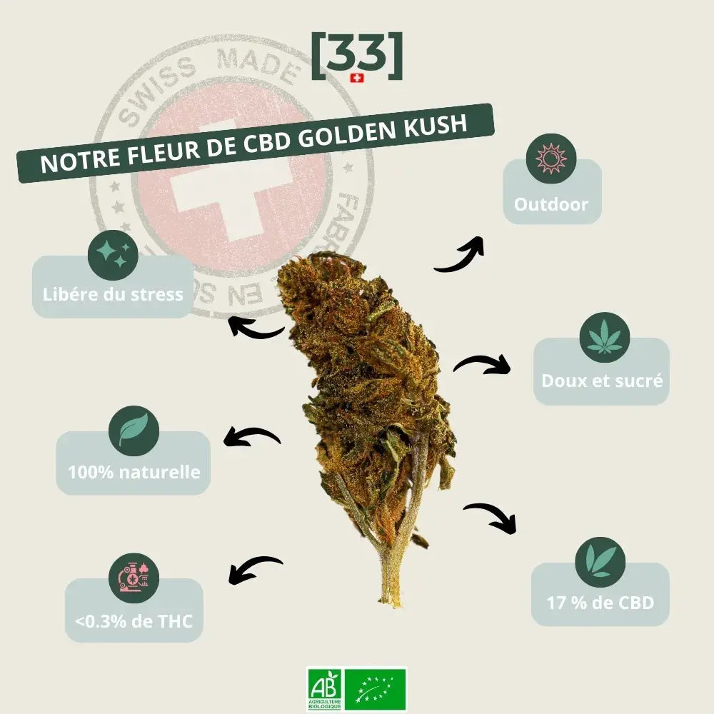 Présentation de la Fleur de CBD Golden Kush Suisse par Gr33nz, une variété outdoor au goût doux et sucré, contenant 17 % de CBD.