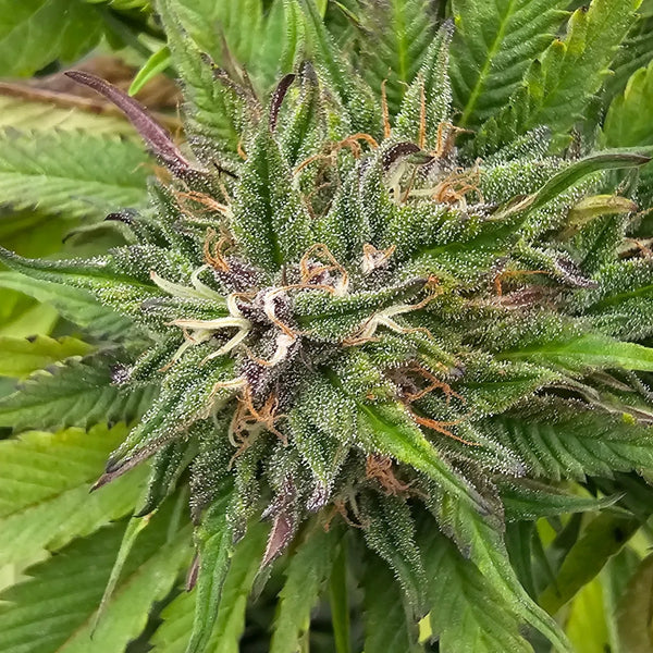 Fleur CBD en culture greenhouse Gr33nz. Trichomes visibles, teintes vertes et orangées, culture naturelle et soignée