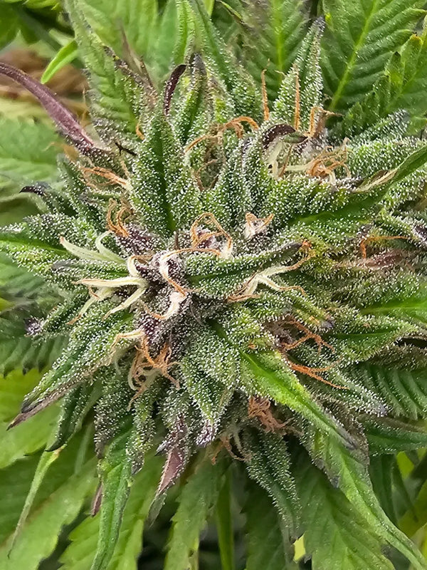 Fleur CBD en culture greenhouse Gr33nz. Trichomes visibles, teintes vertes et orangées, culture naturelle et soignée