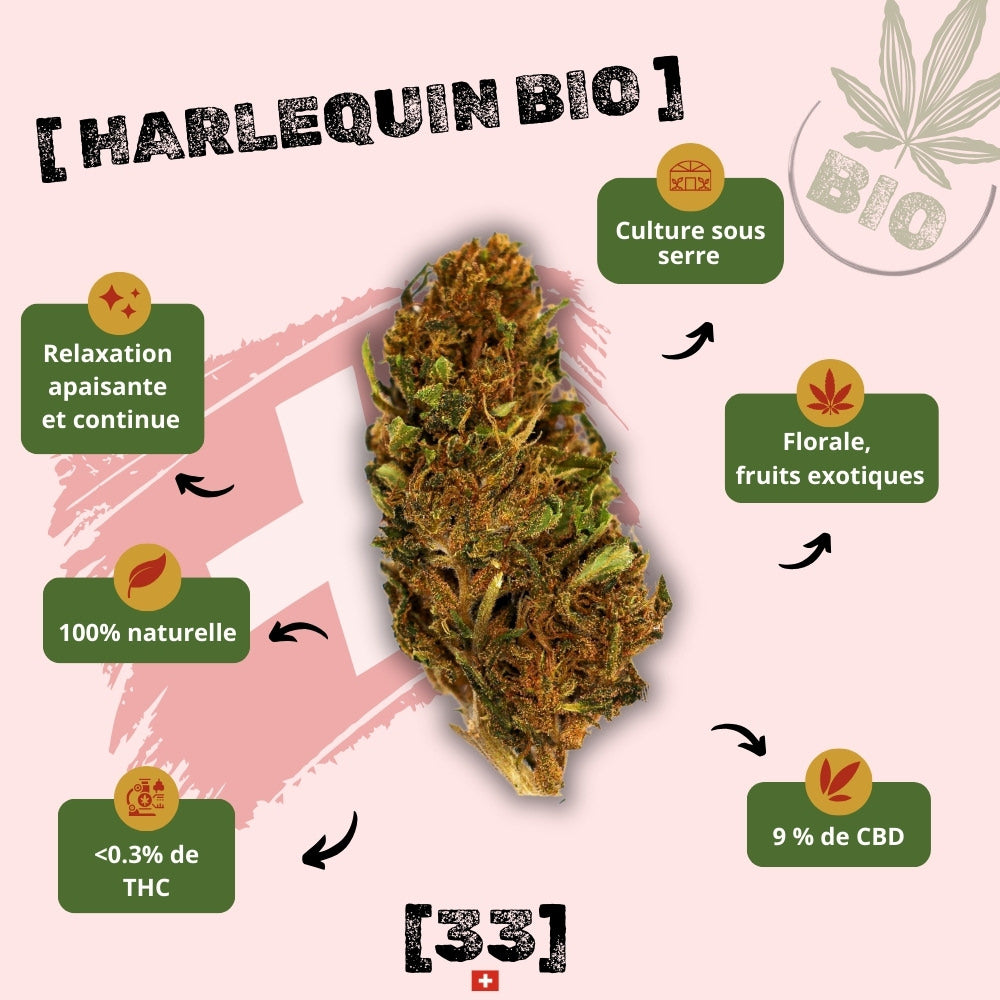  Fleur de CBD Harlequin Bio de Gr33nz, cultivée sous serre, avec des notes florales et de fruits exotiques, offrant une relaxation apaisante et continue.