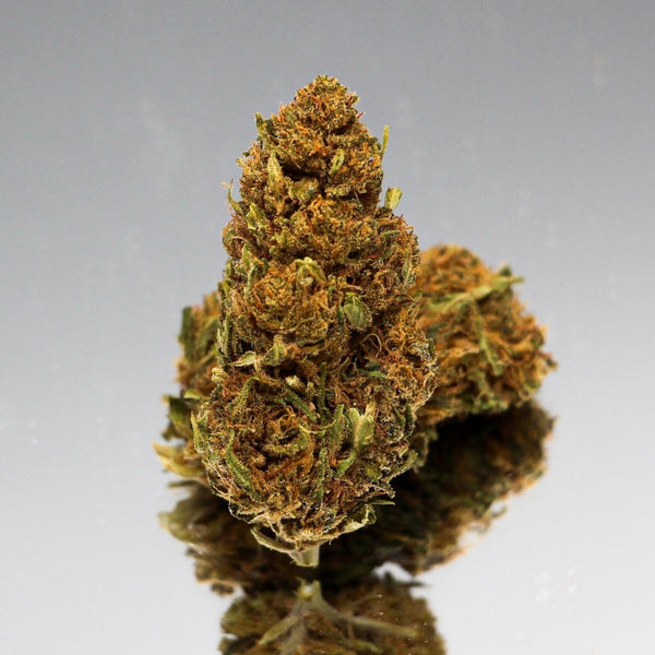 Gros plan sur la Fleur de CBD Harlequin Bio de Gr33nz, mettant en valeur ses bourgeons denses et ses teintes naturelles sur un fond réfléchissant.