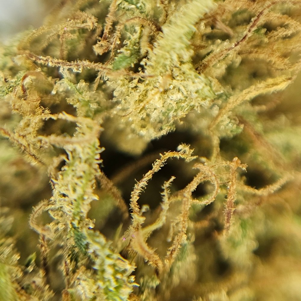 Macro fleur CBD Harlequin. Structure serrée et trichomes visibles, variété issue de chanvre industriel respectant les standards européens.