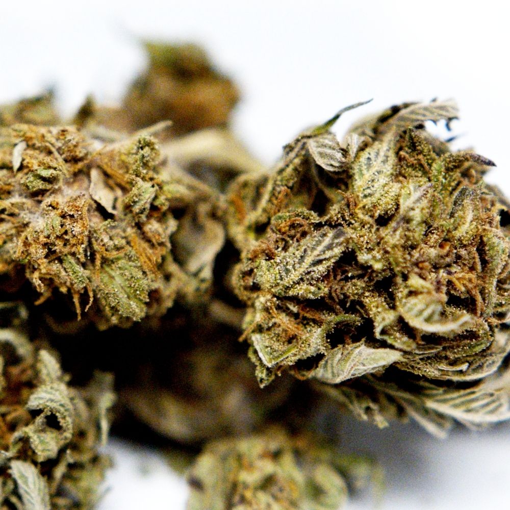 Zoom sur fleur CBD Harlequin. Détails des bourgeons et pistils, aspect résineux et profil aromatique naturel de chanvre légal.