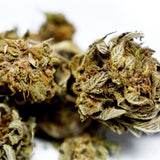 Zoom sur fleur CBD Harlequin. Détails des bourgeons et pistils, aspect résineux et profil aromatique naturel de chanvre légal.