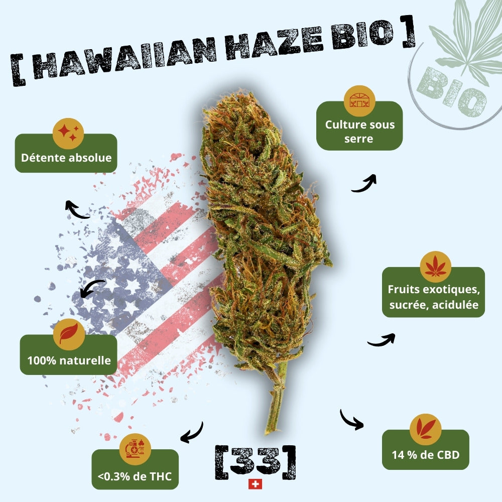 Fleur de CBD Hawaiian Haze Bio de Gr33nz, cultivée sous serre, offrant un arôme fruité, sucré et acidulé. 100 % naturelle avec 14 % de CBD et moins de 0,3 % de THC.