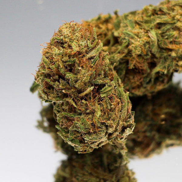 Gros plan de la fleur de CBD Hawaiian Haze Bio de Gr33nz, aux teintes vertes et orangées, cultivée sous serre pour une qualité premium.