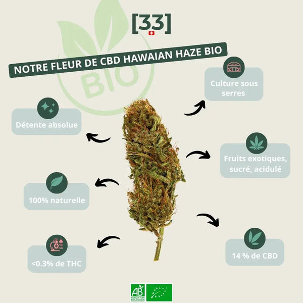 Fleur de CBD Hawaiian Haze Bio de Gr33nz, cultivée sous serre, offrant un arôme fruité, sucré et acidulé. 100 % naturelle avec 14 % de CBD et moins de 0,3 % de THC.