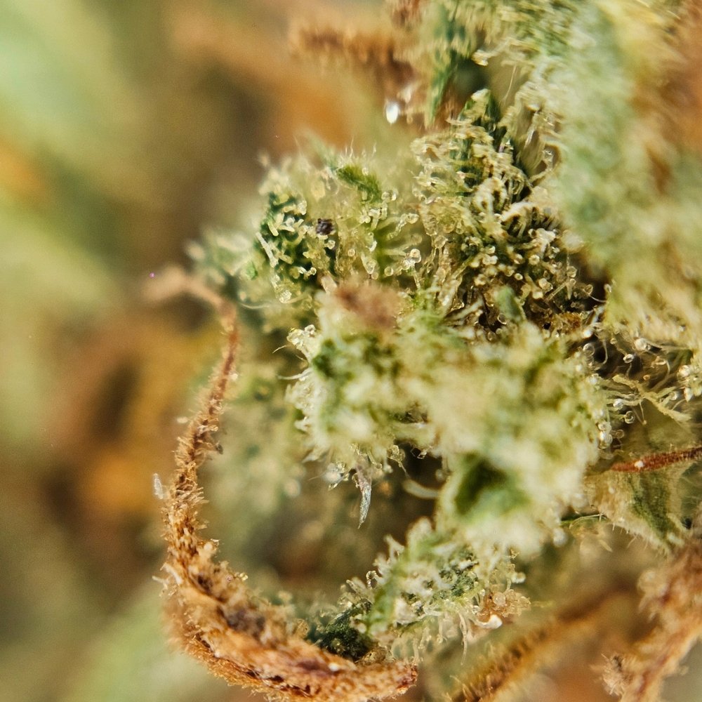 Macro fleur CBD Hawaiian Haze. Trichomes apparents et texture compacte, variété de chanvre sélectionnée et conforme aux normes européennes.