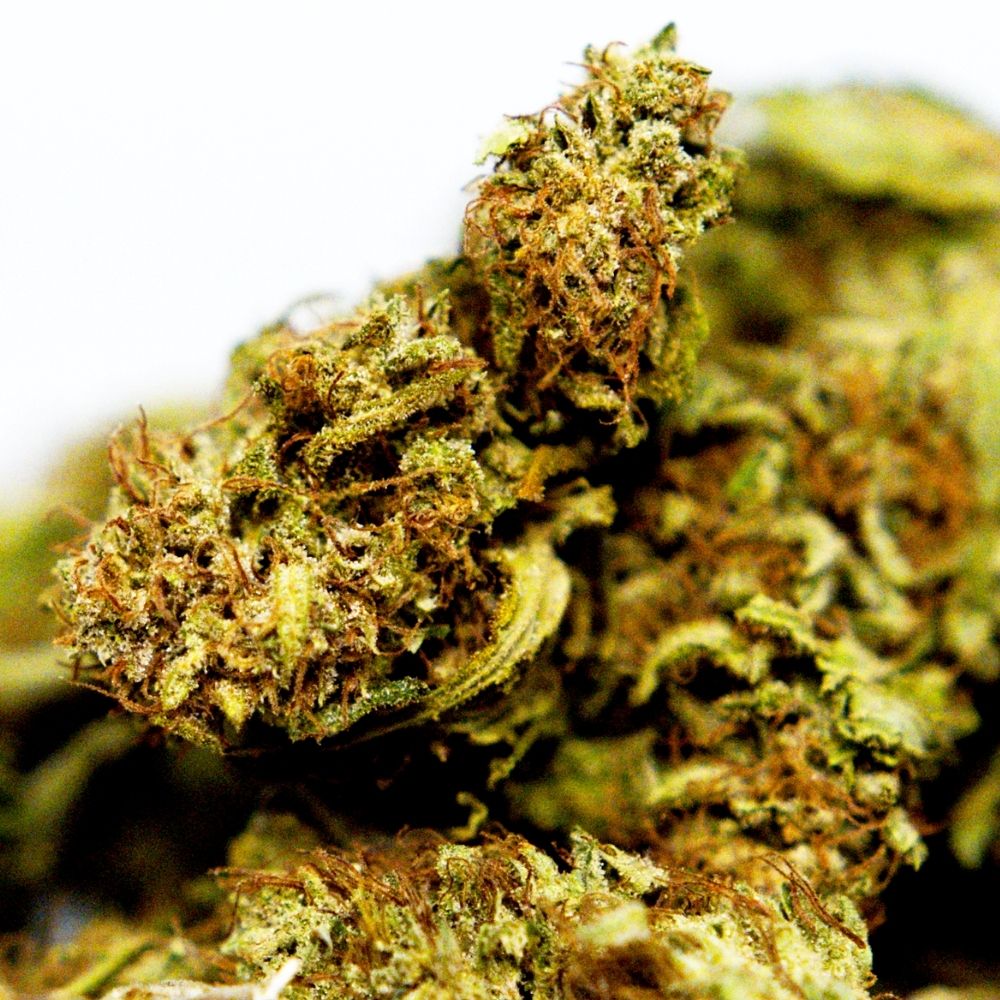 Zoom fleur CBD Hawaiian Haze. Détails précis des trichomes et bourgeons, variété issue de chanvre industriel conforme à la législation.