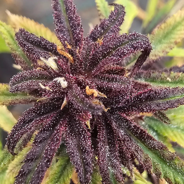 Macro fleur CBD purple Gr33nz, trichomes denses et reflets intenses. Culture naturelle et contrôlée en laboratoire