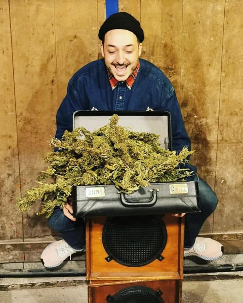 Photo du chanteur Rico du groupe OBF ouvrant une valise pleine de fleurs de CBD gr33nz.com.