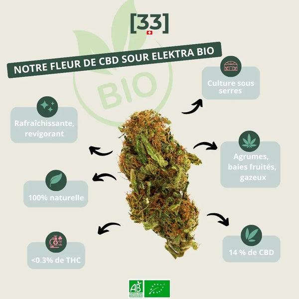 Présentation de la fleur de CBD Sour Elektra Bio de Gr33nz, cultivée sous serre, offrant des notes d'agrumes, de baies fruitées et une touche gazeuse.