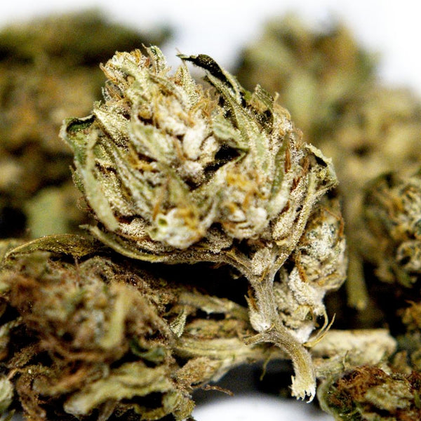 Zoom sur les fleurs de CBD Cannatonic, une variété emblématique sélectionnée pour son profil terpénique complexe