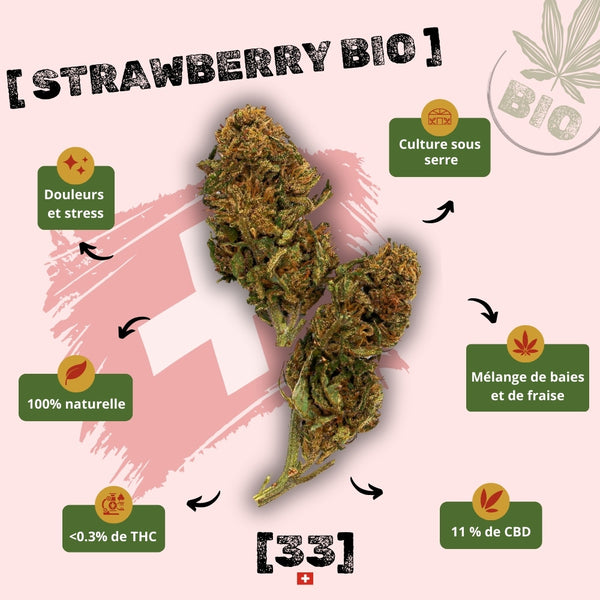 Visuel illustrant la fleur CBD Strawberry Bio GR33NZ. Variété issue de culture sous serre biologique, réputée pour son profil aromatique fruité mélangeant fraise et baies rouges. Teneur en CBD de 11 %, THC inférieur à 0,3 %.