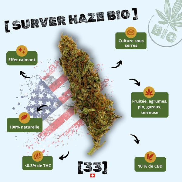 Fleur de CBD Surver Haze Bio Gr33nz, cultivée sous serre, avec un effet calmant, un arôme fruité aux notes d'agrumes, de pin et de terre, et une concentration de 10 % de CBD.gr33nz.com