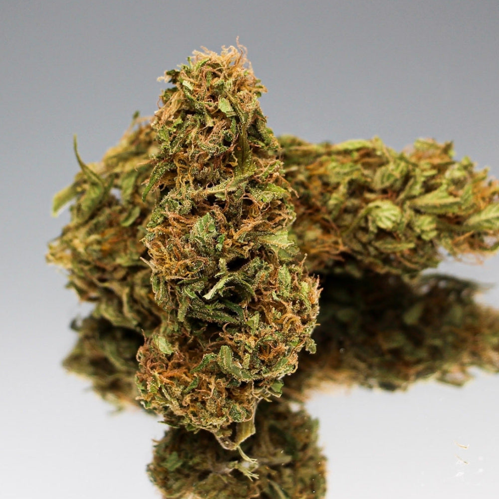 Photo macro de la fleur CBD Surver Haze Bio GR33NZ. Variété issue de culture sous serre biologique, présentant des têtes compactes et résineuses. Arômes fruités et boisés avec des notes d’agrumes et de pin. Teneur en CBD de 10 %, THC inférieur à 0,3 %. Fleur naturelle produite artisanalement par GR33NZ, symbole d’un chanvre bio de haute qualité.