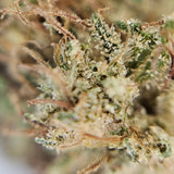 Macro fleur CBD Surver Haze. Gros plan sur trichomes et pistils, variété de chanvre légal cultivée selon les normes européennes.