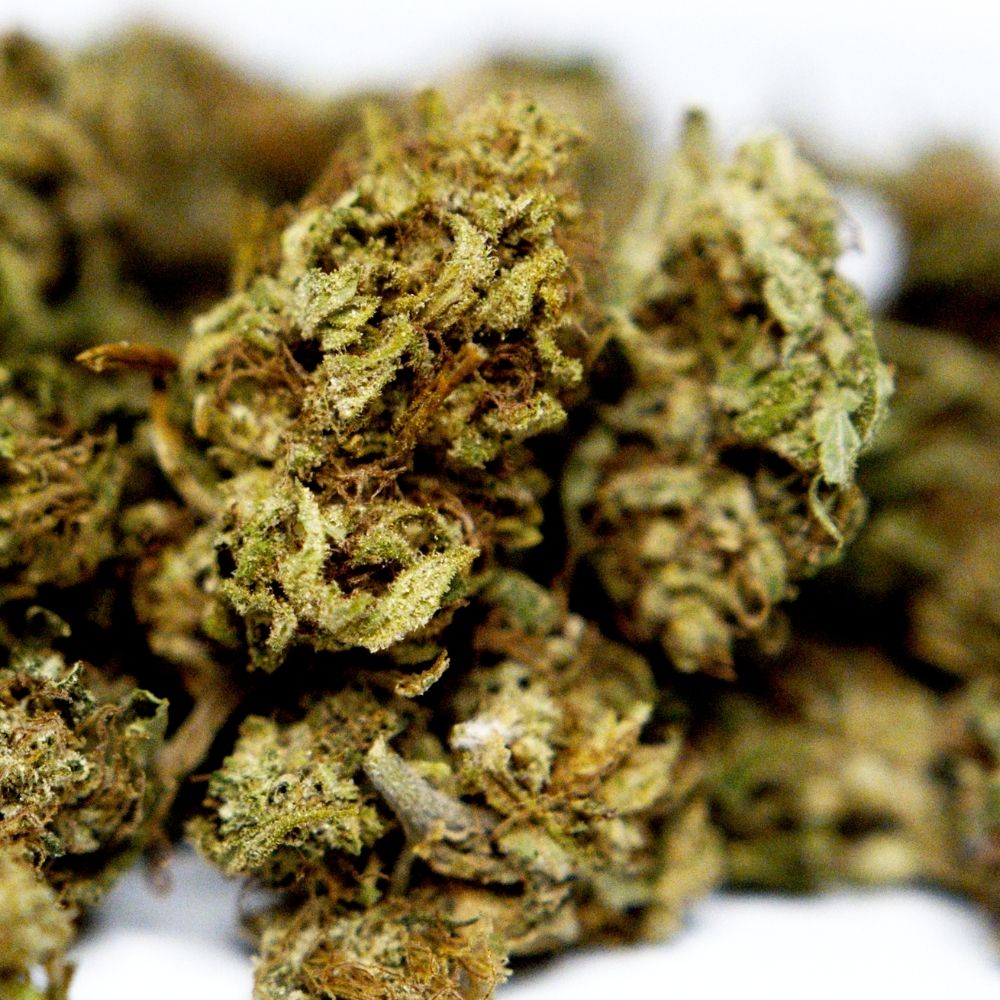 Zoom fleur CBD Surver Haze. Détails des bourgeons et texture résineuse, variété issue de chanvre industriel contrôlé et légal.