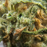 Macro fleur CBD Yuzu Orange. Gros plan sur trichomes et structure compacte, chanvre cultivé dans le respect des normes européennes.