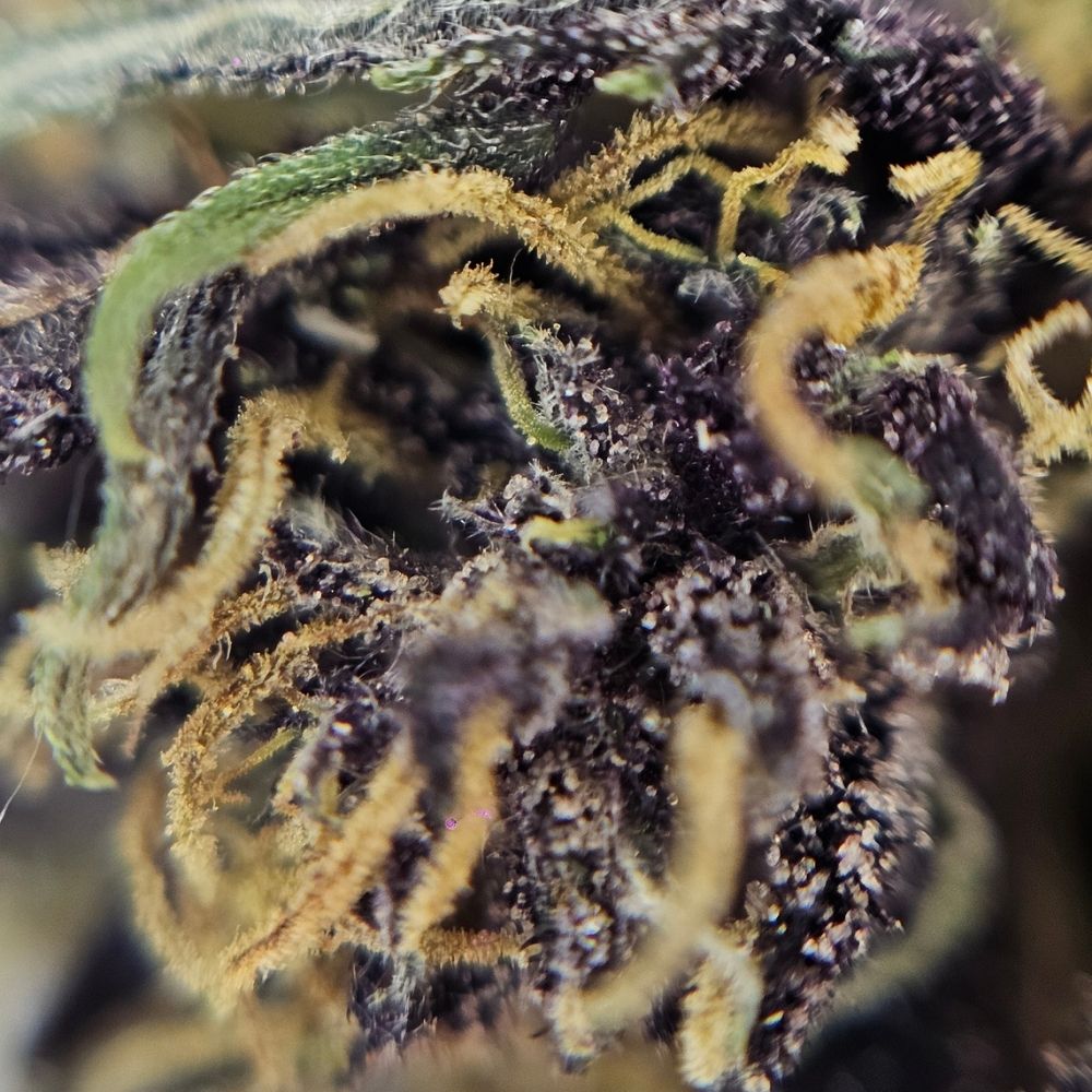 Macro fleur CBD Yuzu Purple. Structure dense aux nuances violettes et pistils orangés, chanvre légal cultivé selon les normes en vigueur.