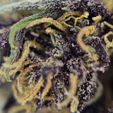 Macro fleur CBD Yuzu Purple. Structure dense aux nuances violettes et pistils orangés, chanvre légal cultivé selon les normes en vigueur.