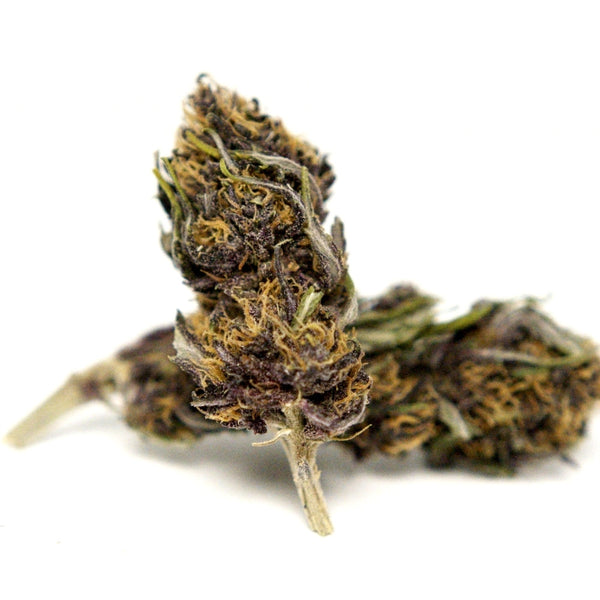 Fleur CBD Yuzu Purple en packshot. Têtes compactes aux reflets pourpres, variété de chanvre sélectionnée et conforme à la législation française.