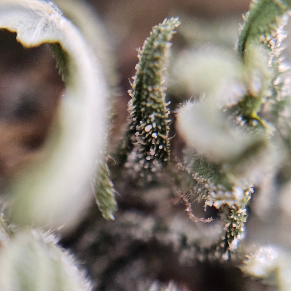 Macro fleur CBG White CBG. Trichomes visibles et structure dense, variété de chanvre riche en CBG conforme aux normes européennes.