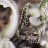 Macro fleur CBG White CBG. Trichomes visibles et structure dense, variété de chanvre riche en CBG conforme aux normes européennes.