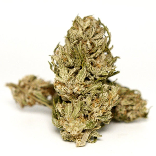 Fleur White CBG en packshot. Têtes compactes aux teintes vert clair, issue de chanvre légal et contrôlé selon la législation.