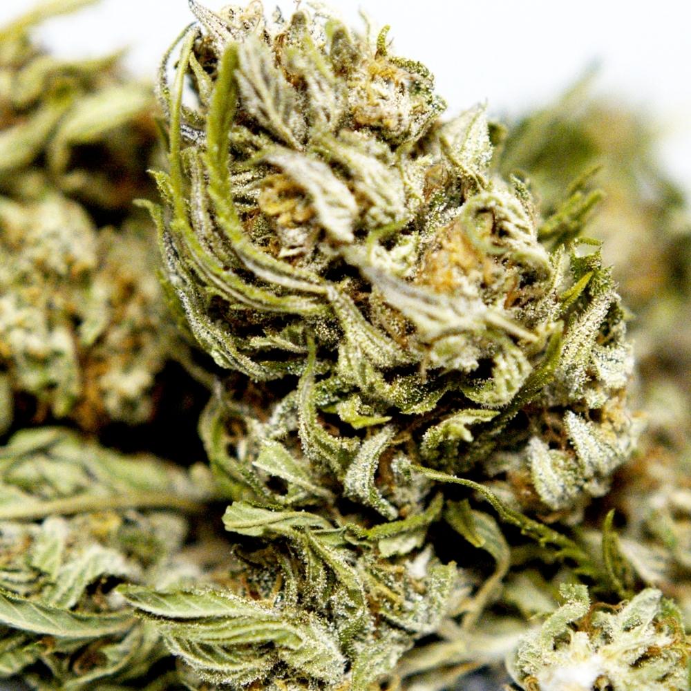 Zoom fleur White CBG. Détails des bourgeons et trichomes, variété riche en CBG conforme à la réglementation européenne.