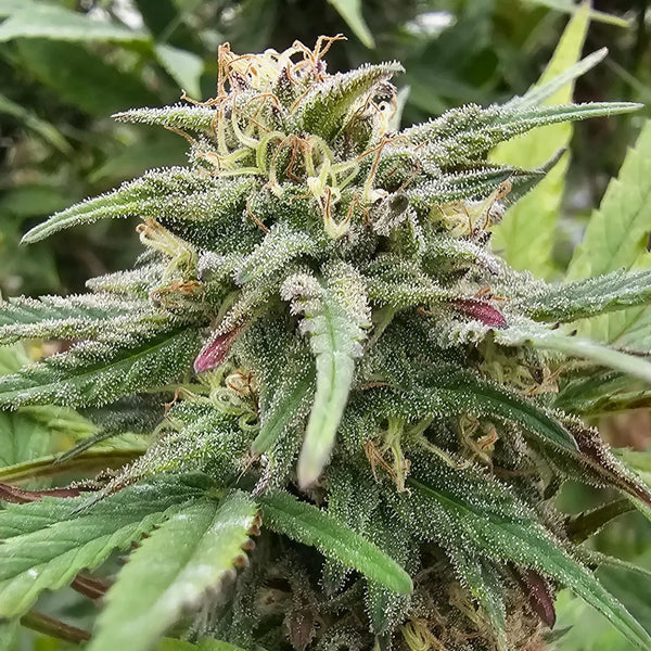 Fleur de chanvre en gros plan, trichomes détaillés et culture naturelle. Photographie issue de la production Gr33nz