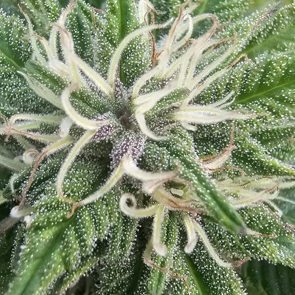 Photographie macro d’une fleur de chanvre avec trichomes clairs et détails visibles. Image issue de la culture Gr33nz