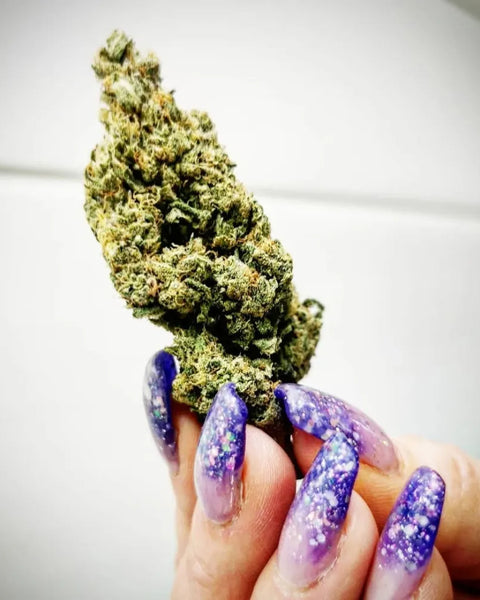 Gros plan sur une main aux ongles violets pailletés tenant une tête de fleur de CBD dense et résineuse.