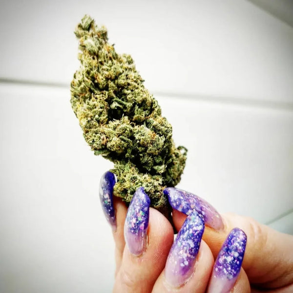 Gros plan sur une main aux ongles violets pailletés tenant une tête de fleur de CBD dense et résineuse.