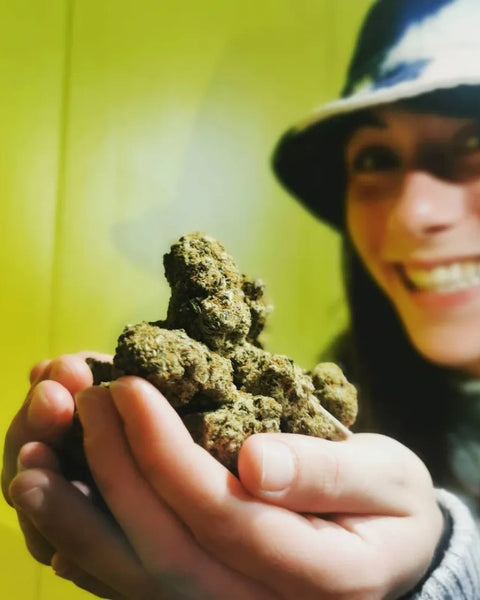 Personne souriante tenant une poignée de fleurs de CBD
