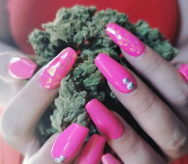 Mains aux ongles roses décorés tenant une tête de fleur de CBD, mettant en valeur son aspect dense et résineux.