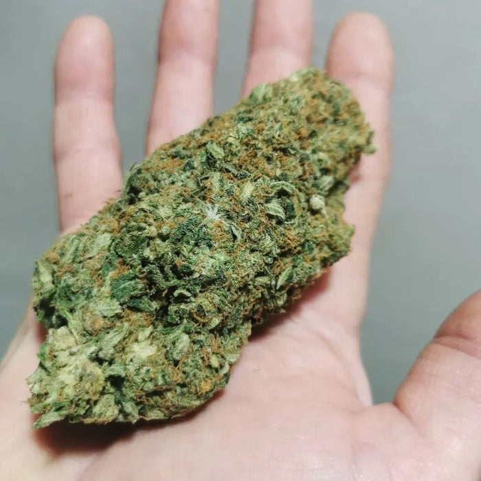 Main tenant une tête de fleur de CBD massive, dense et résineuse, avec des pistils orangés