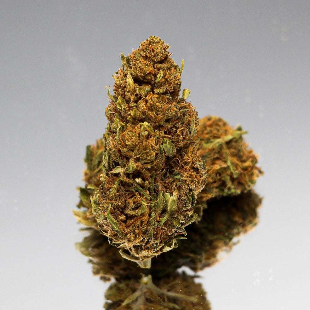 Gros plan sur la Fleur de CBD Harlequin Bio de Gr33nz, mettant en valeur ses bourgeons denses et ses teintes naturelles sur un fond réfléchissant.