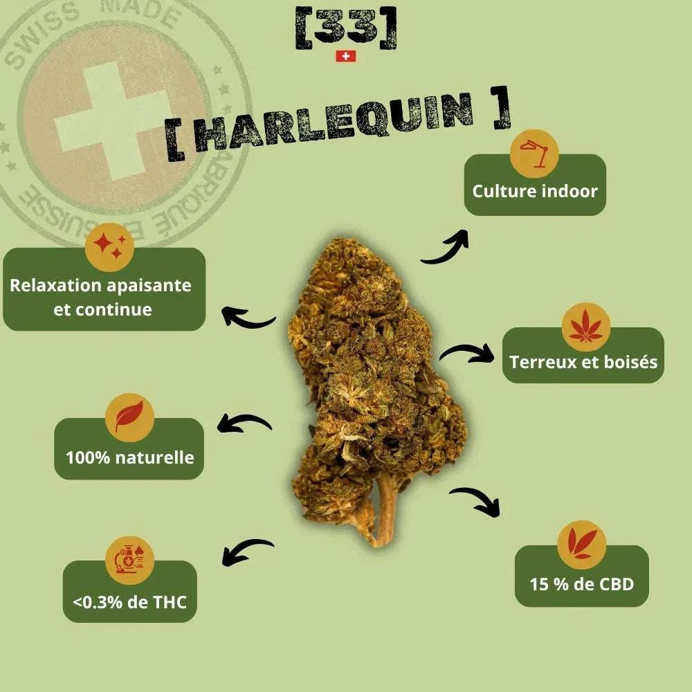 Présentation de la Fleur de CBD Harlequin Suisse Bio de Gr33nz, une variété cultivée en indoor, aux arômes terreux et boisés, pour une relaxation apaisante et continue.