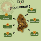 Présentation de la Fleur de CBD Harlequin Suisse Bio de Gr33nz, une variété cultivée en indoor, aux arômes terreux et boisés, pour une relaxation apaisante et continue.
