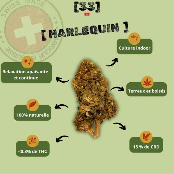 Présentation de la Fleur de CBD Harlequin Suisse Bio de Gr33nz, une variété cultivée en indoor, aux arômes terreux et boisés, pour une relaxation apaisante et continue.