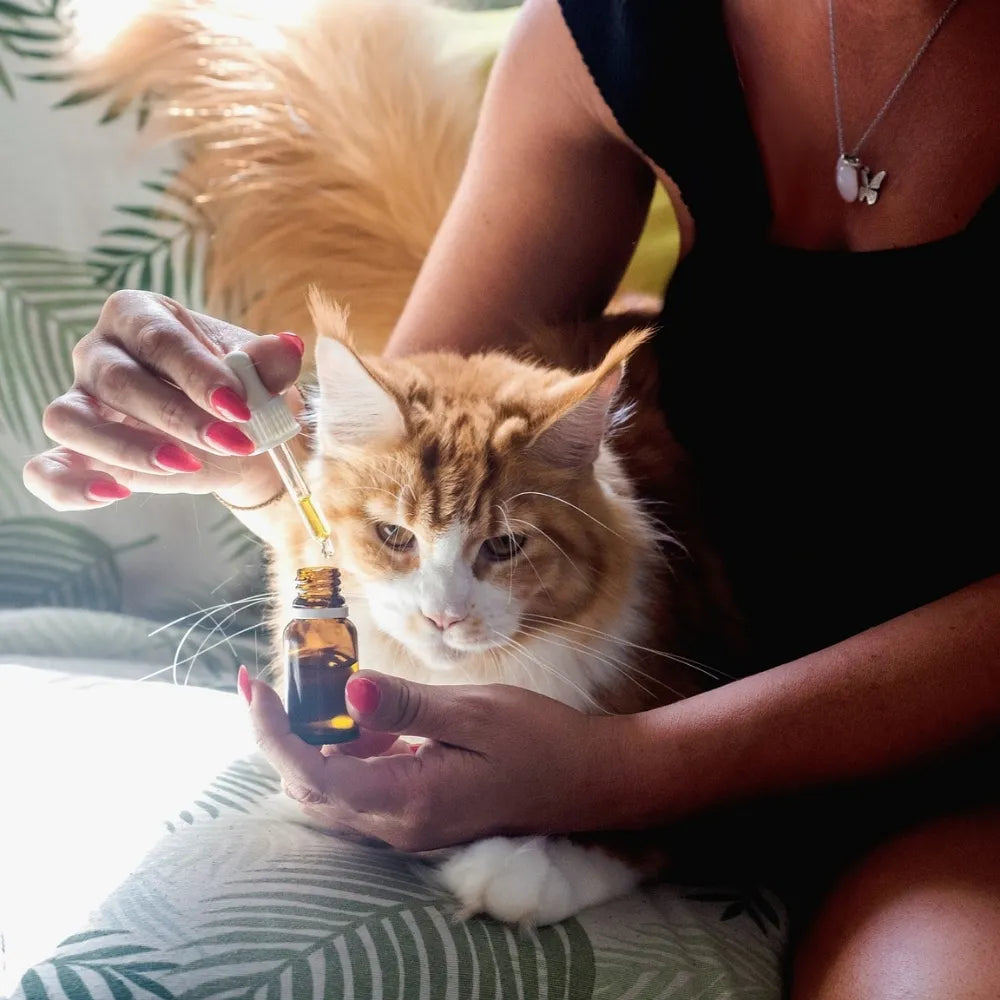 Un chat Maine Coon observant une pipette d'huile de CBD, une solution naturelle pour le bien-être animal.