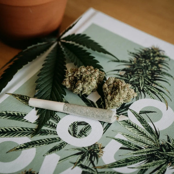 Fleurs de CBD et joint pré-roulé posés sur un livre illustré de feuilles de cannabis