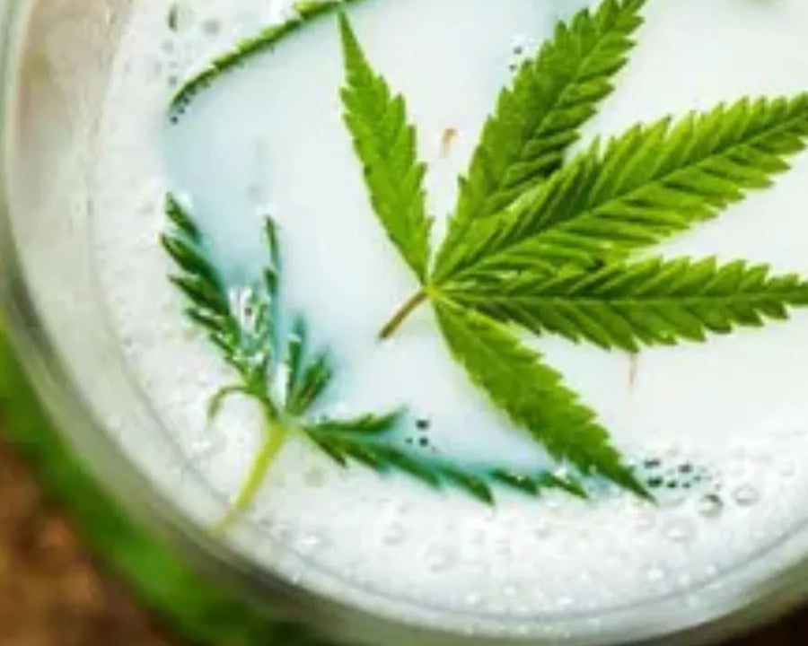 Infusion de lait au CBD avec des feuilles de chanvre frais, pour une expérience apaisante et relaxante.